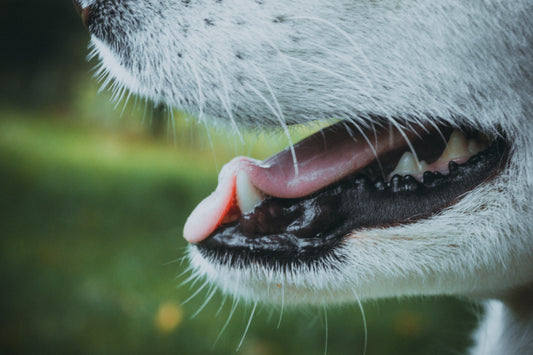 寵物有口臭嗎？牙科獸醫三步驟解決寵物刷牙困擾，跟牙周病說掰掰！