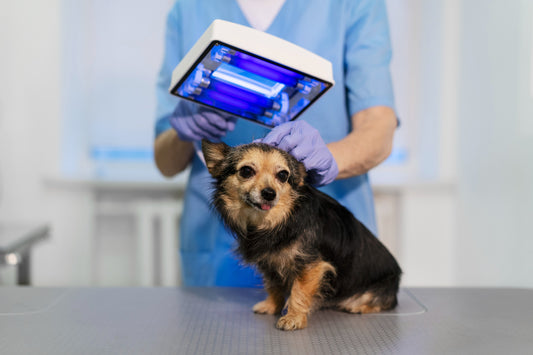 犬貓咳嗽一定是呼吸道問題嗎?帶你認識什麼是心臟超音波!