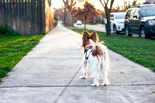 五件事讓狗狗散步不暴衝！正向訓練師不藏私教學！