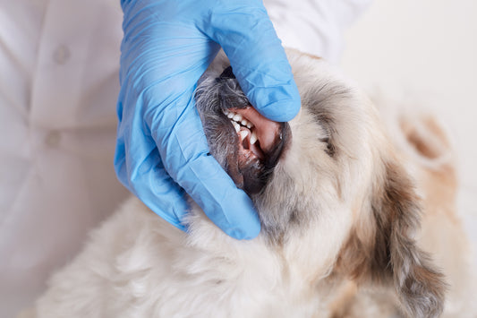 貓狗可以做無麻醉洗牙嗎？牙科專長獸醫院長告訴你！